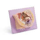 Caya-Pelvic-model_300.webp
