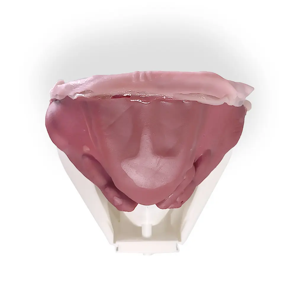 Inguinal_Top_April2025_5_ba3ee27a-64bb-4d06-b0be-984c19545804.webp