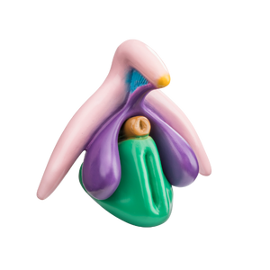 Klitoris modell