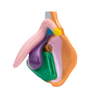 Vulva modell