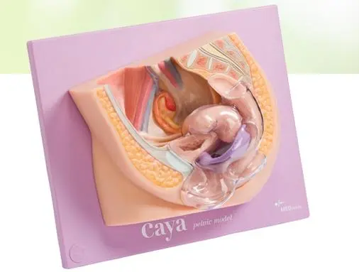 [MO CPM] Caya Pelvic Model