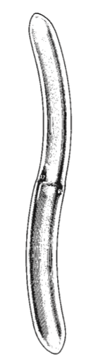 Dilator Hegar Böjd