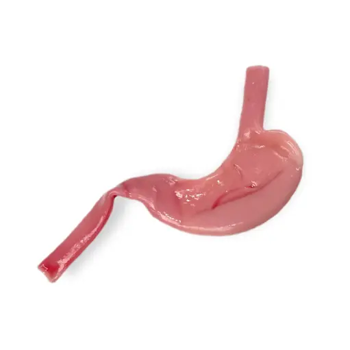 [GENGASII] Gastric Model (Class II)